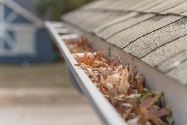 Leaf Barrier Installation in Zephyrhills